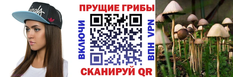 Псилоцибиновые грибы Cubensis  Купить закладки  Болотное 